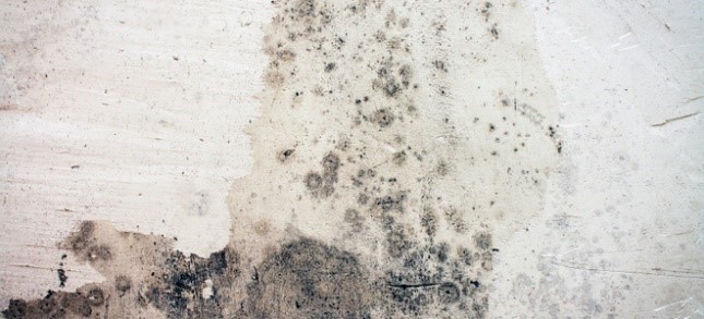 Mold growth on walls due to dampness